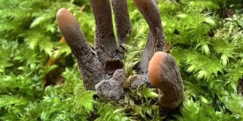 Děsivá houba zvaná prsty mrtvého muže.