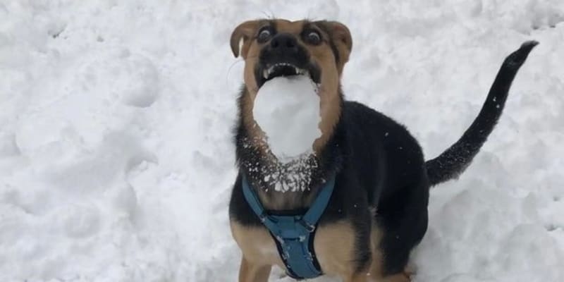 Hodil jsem psovi sněhovou kouli a vyfotil v nejlepším možném okamžiku.