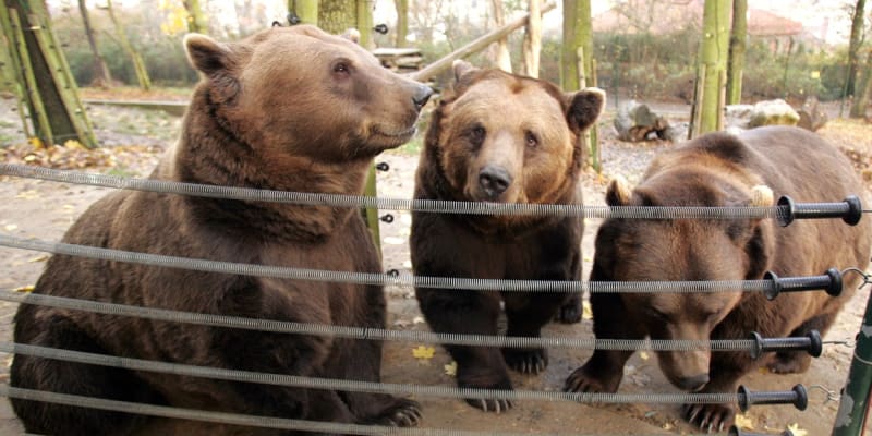 Medvěd Vojta, Kuba a Matěj v listopadu 2009. Přes zimu totiž nespali.
