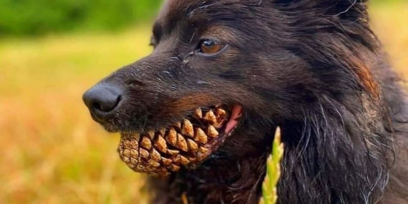 Pes s borovicovými zuby