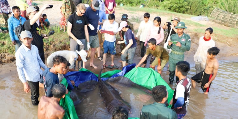 Kambodžští rybáři vylovili z řeky obrovského rejnoka.