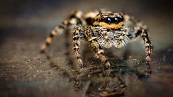 Trpíte arachnofobií? Tahle appka vám pomůže zbavit se strachu z pavouků!