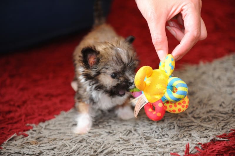 Nejmenší pes světa - Obrázek 4