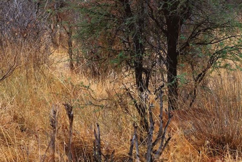 Víte, kde je impala, druh antilopy?