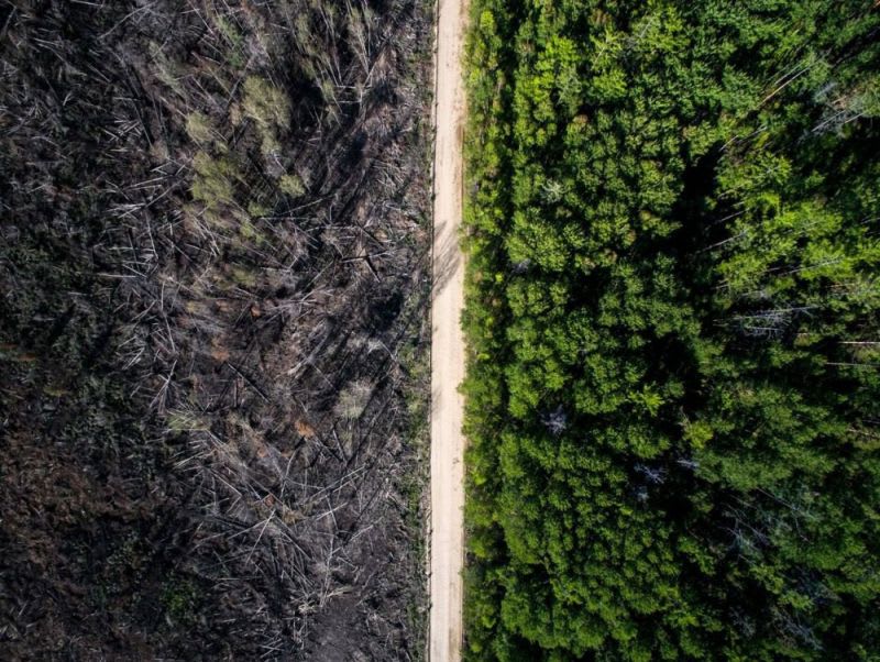 Cesta zastavila lesní požár.