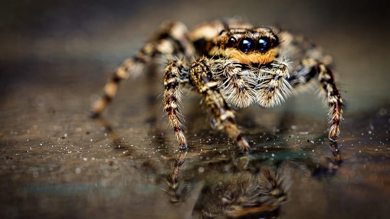 Trpíte arachnofobií? Tahle appka vám pomůže zbavit se strachu z pavouků!
