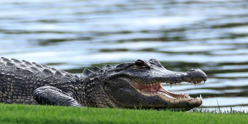 Na Floridě není zas tak vyloučeno, že na vás znenadání vykoukne aligátor 