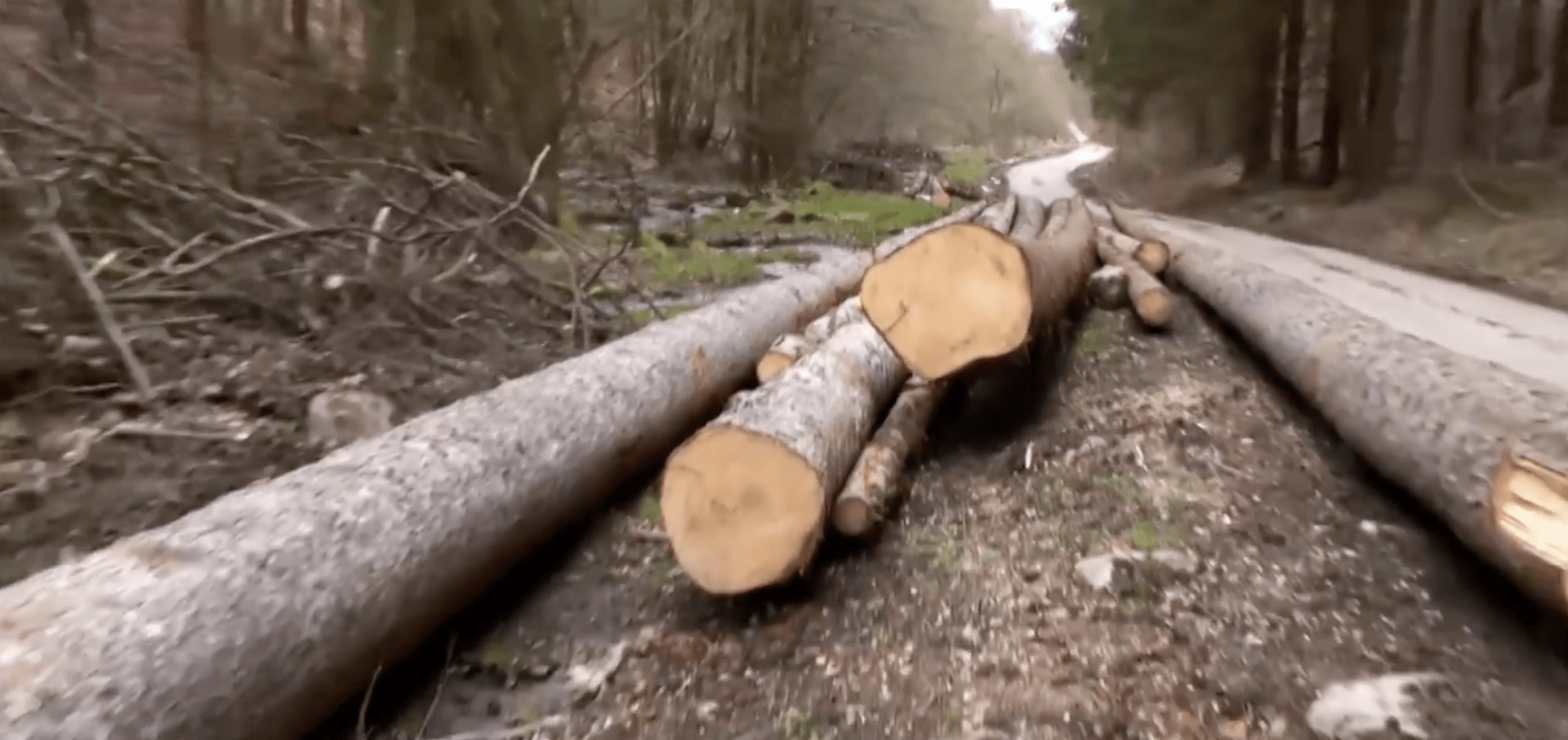 Obec Sása: Marka zaživa pohřbily kořeny stromu