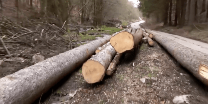Obec Sása: Marka zaživa pohřbily kořeny stromu