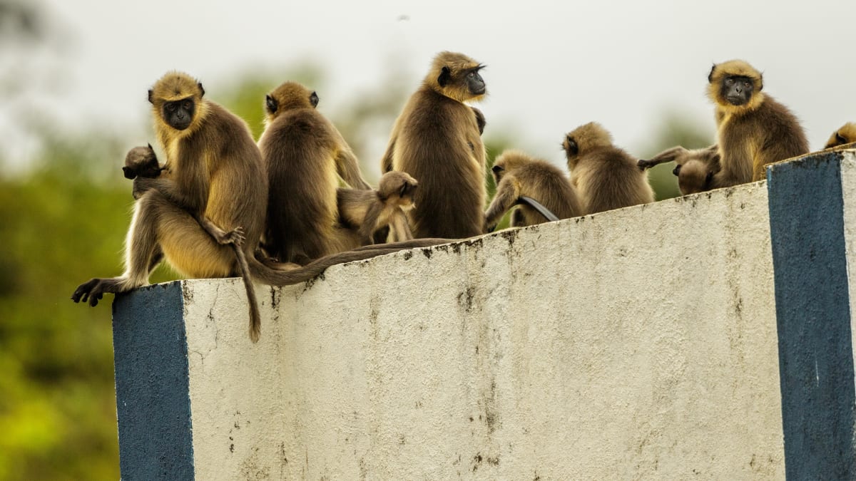 Indii sužují útoky agresivních opic (Ilustrační foto)