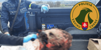 Tři čeští pytláci převáželi v autě rozporcovanou medvědici. Slovenská policie je zadržela 