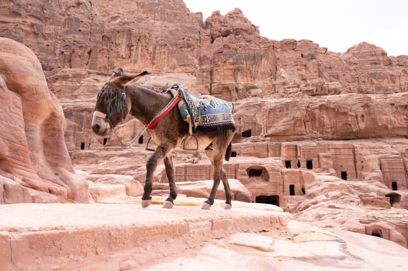 Skalní město Petra se nachází na jihu Jordánska a patří mezi nejvyhledávanější lokality v této oblasti.