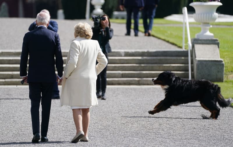 Zemřel pes irského prezidenta Bród, bylo mu jedenáct let.