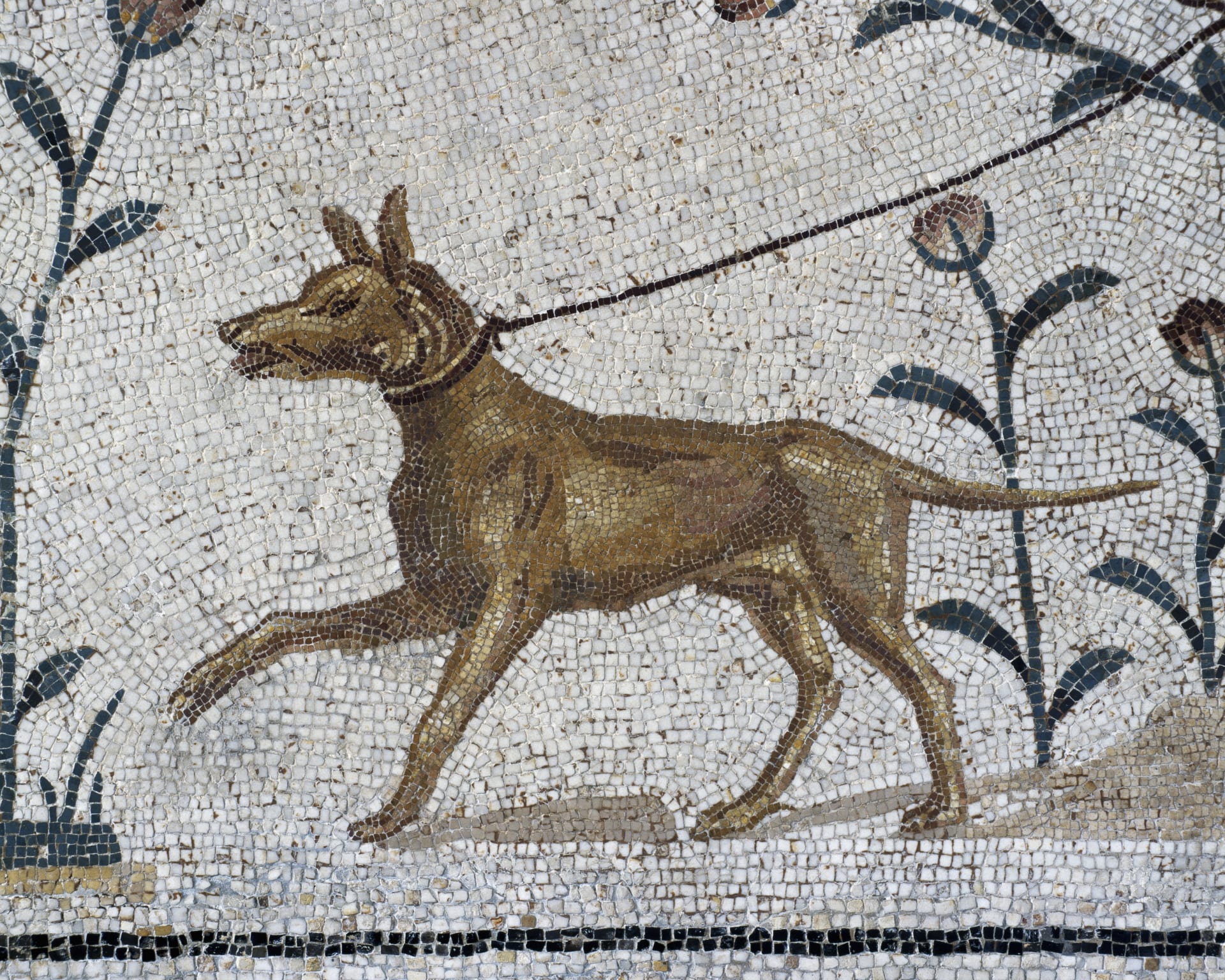 Mozaika ukazující psa na vodítku z tuniského města  La Chebba, druhé století našeho letopočtu