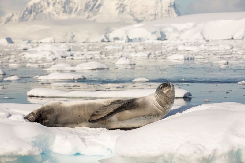 Tuleň leopardí je samotářské zvíře