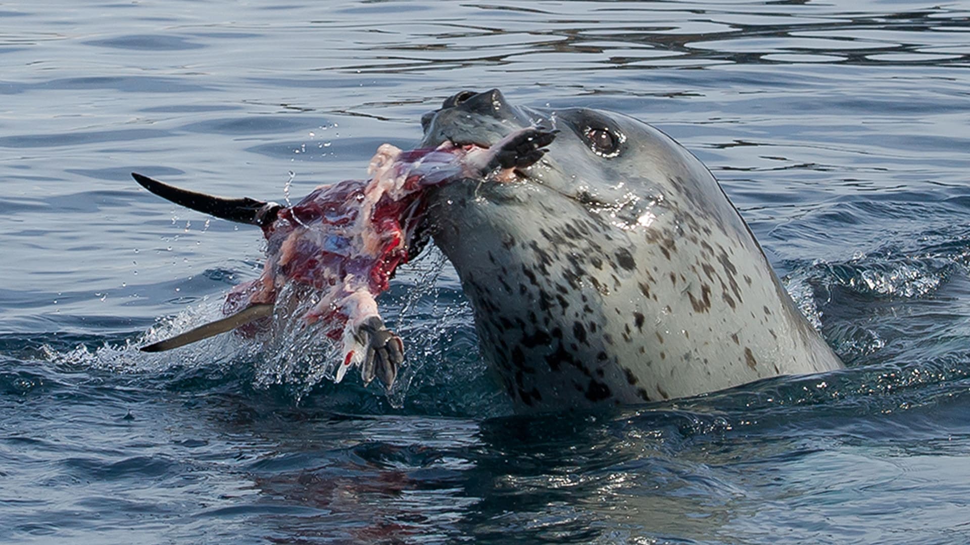 Tuleň leopardí při úspěšném lovu