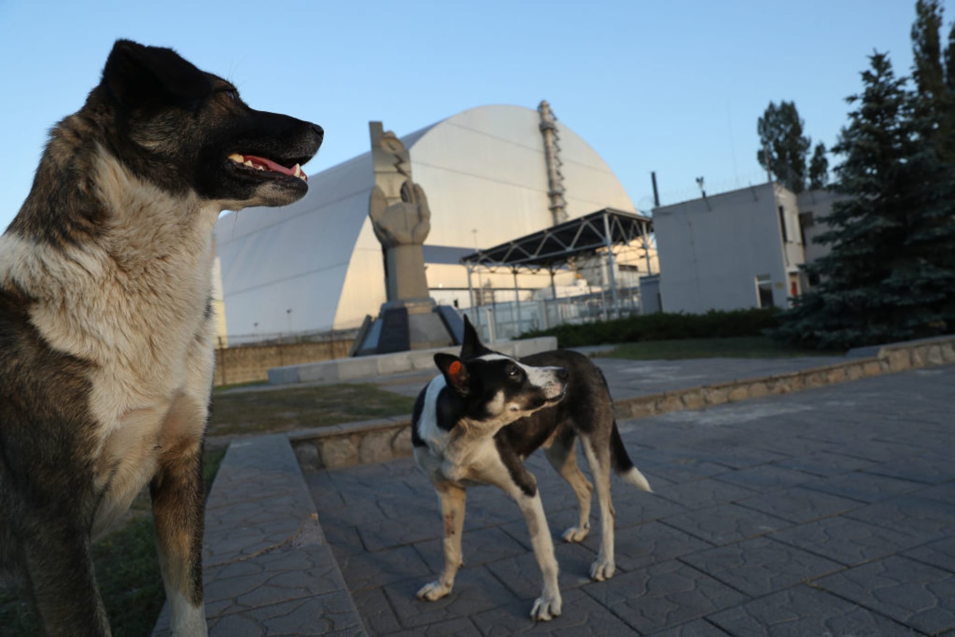 Černobylští psi zažívají explozivní evoluci, tvrdí studie. Ukazuje na vliv radioaktivity a mutací.