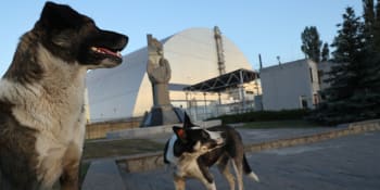 Černobylští psi zažívají explozivní evoluci. Studie ukazuje na vliv radioaktivity i mutací