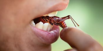 Smažení cvrčci? Ne, radši krevety nebo stejk, brojí SPD proti hmyzu. Hysterie, vzkazuje koalice