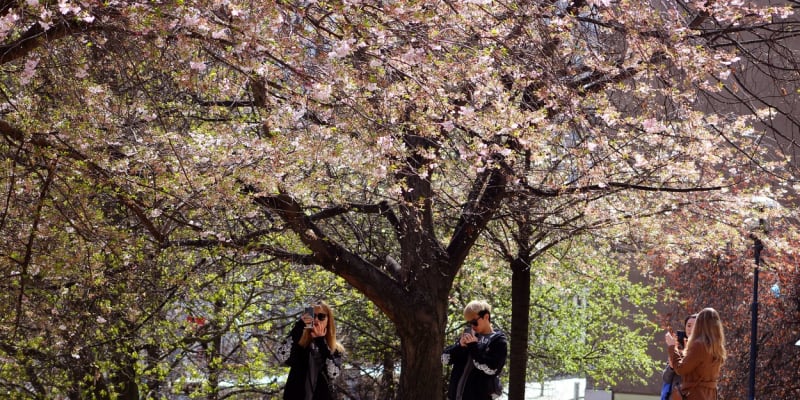 Lidé u rozkvetlé třešně