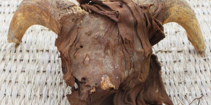 Mumifikovaná hlava zvířete