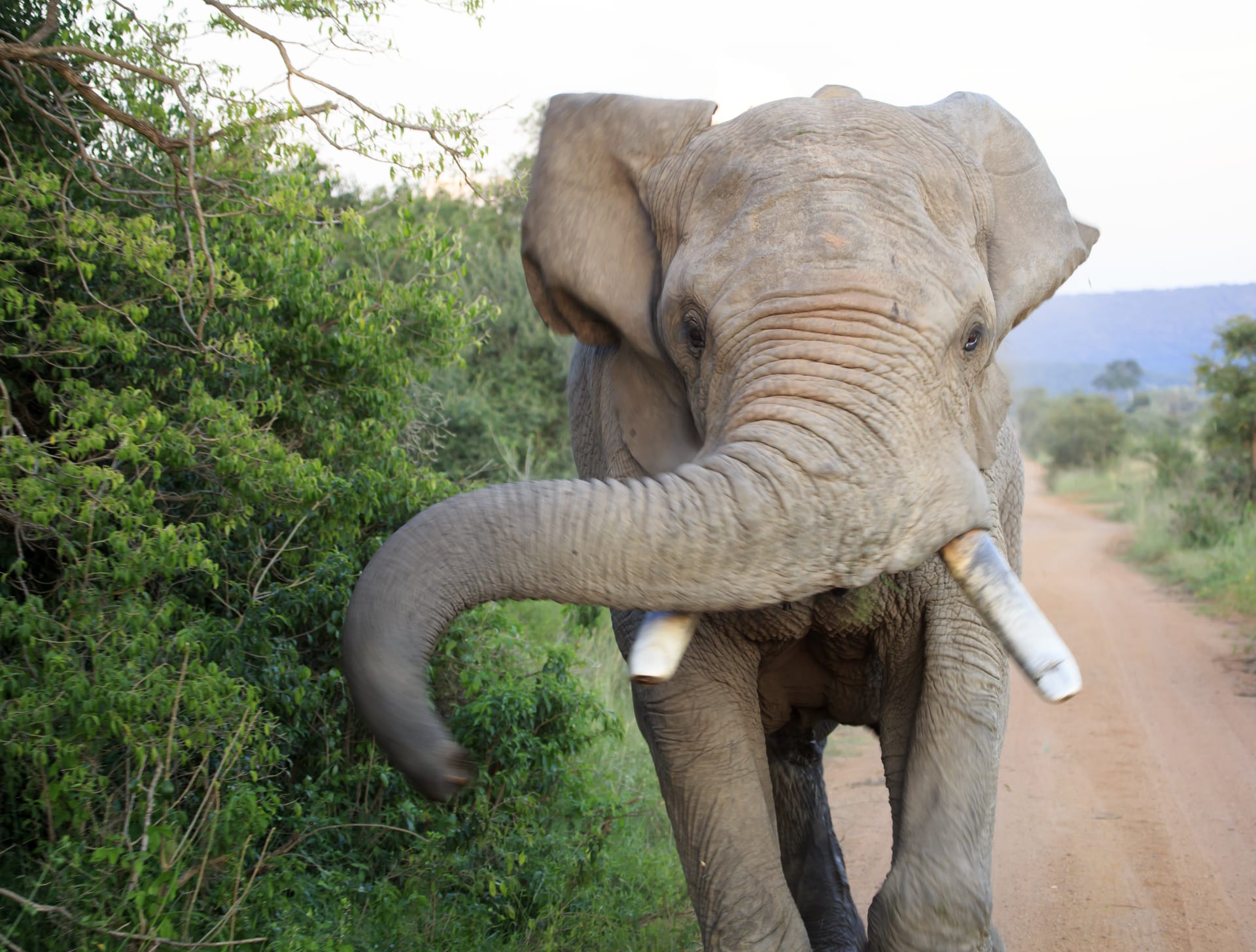 Rozzuřený slon na silnici