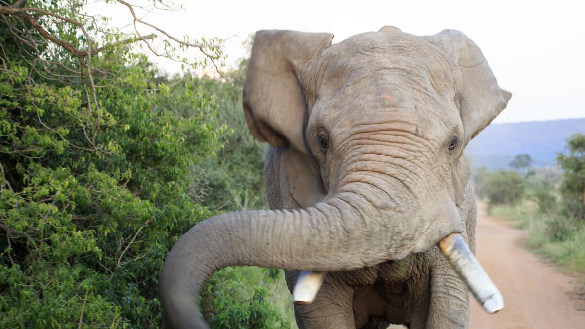 Rozzuřený slon na silnici