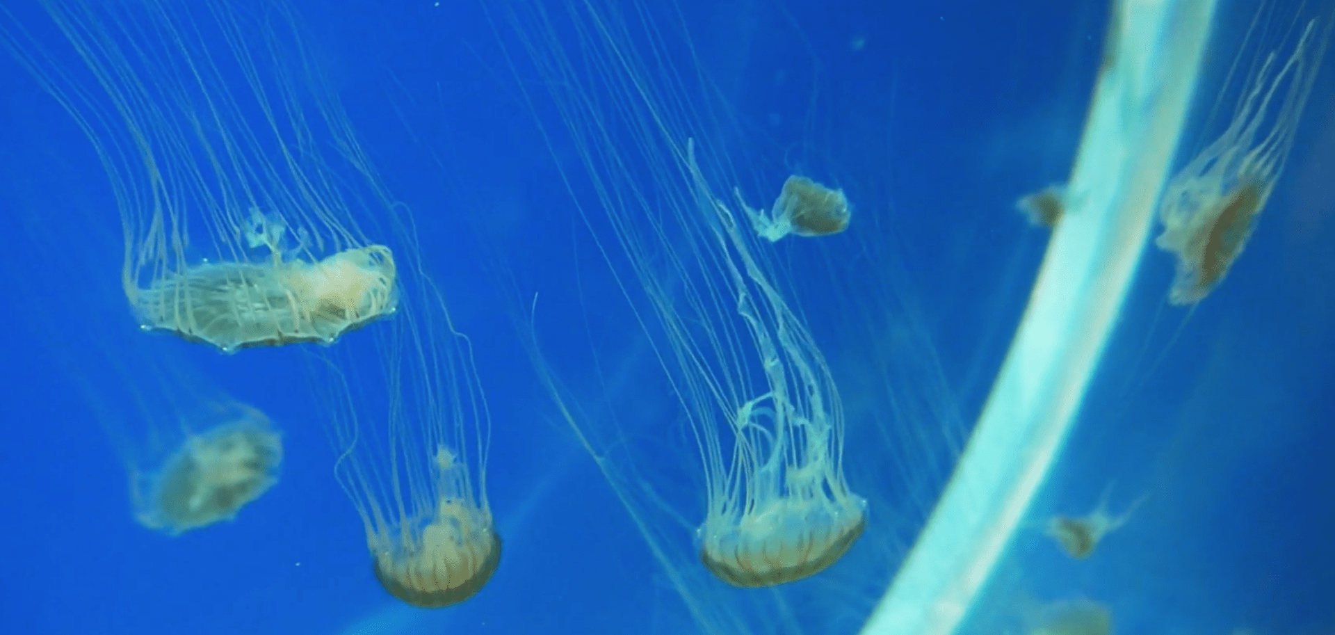 Medúzy v chomutovském zooparku