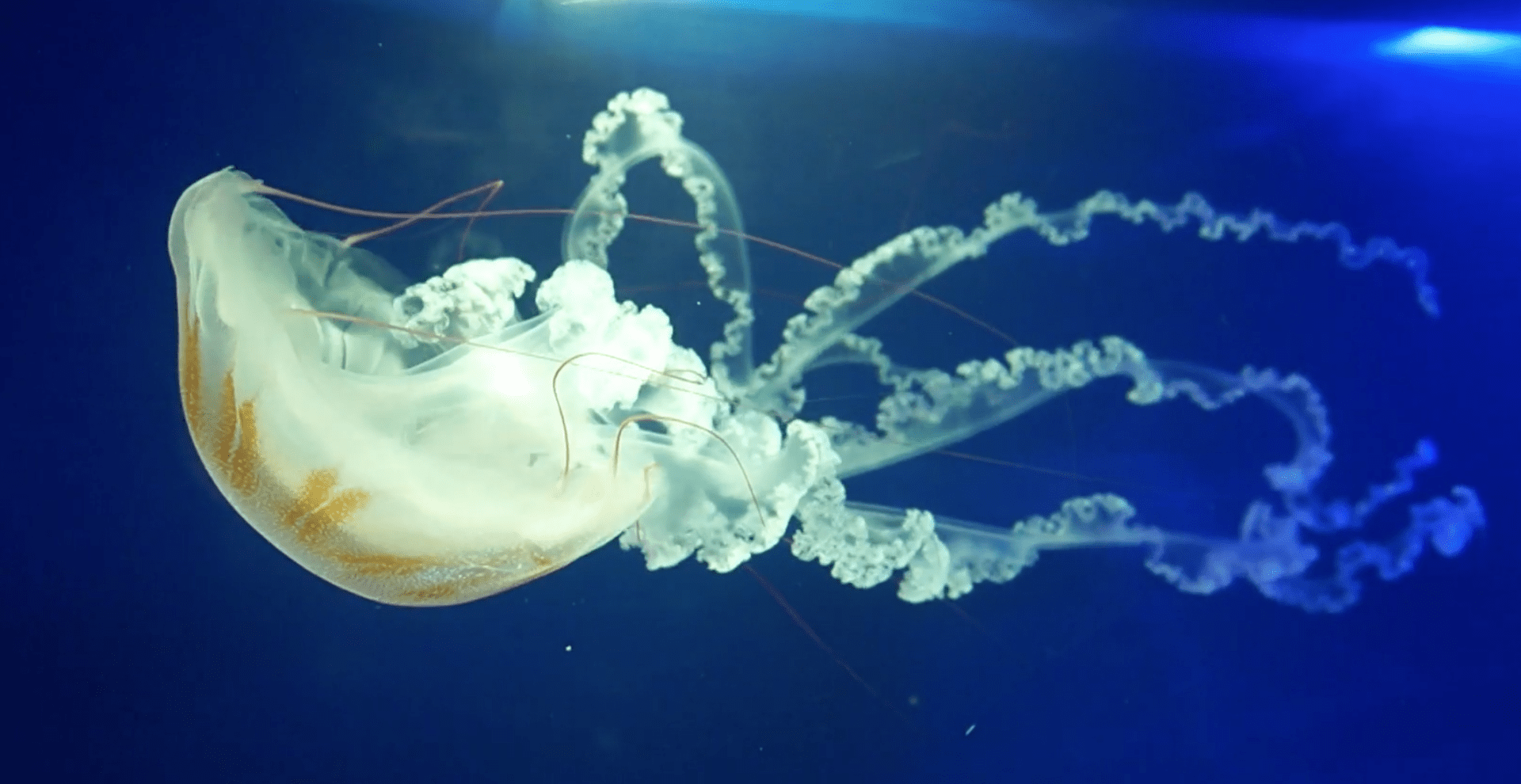 Medúzy v chomutovském zooparku