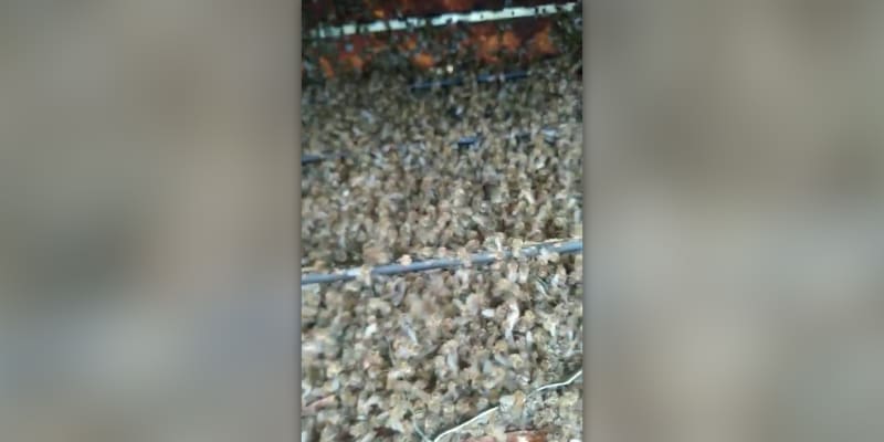 Včely v severním Chorvatsku hynou v masivních počtech.