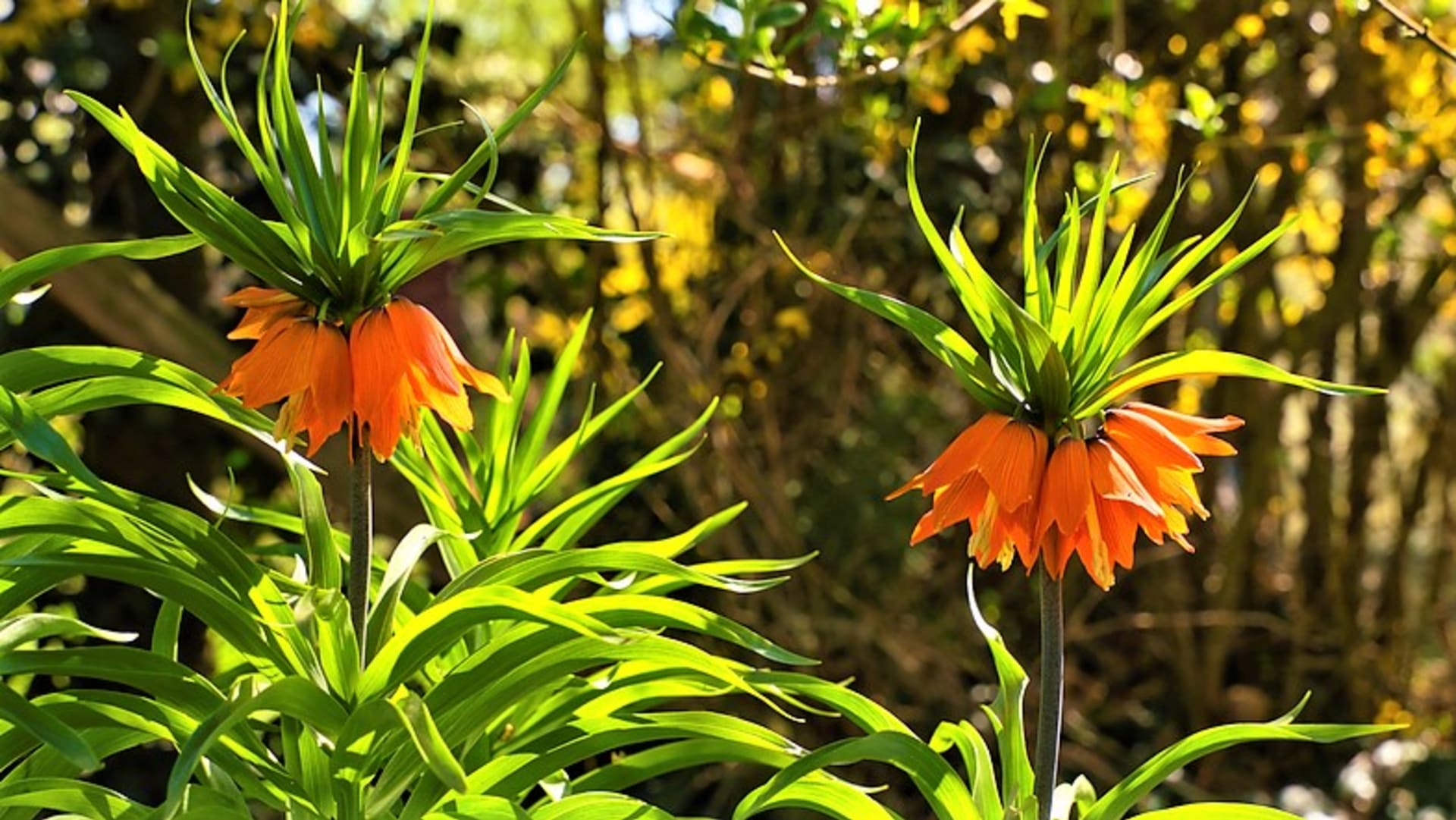  Nejznámější u nás je robusní řebčík královský (Fritillaria imperialis),