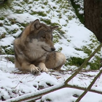 Vlky můžete v Návštěvnickém centru v Srní vidět poměrně zblízka.