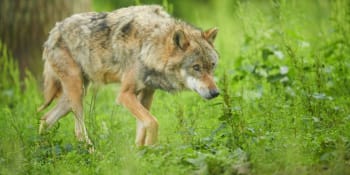 Na Hradecku zvažují odstřel vlků. Devastují stáda a jsou stále drzejší, stěžují si místní