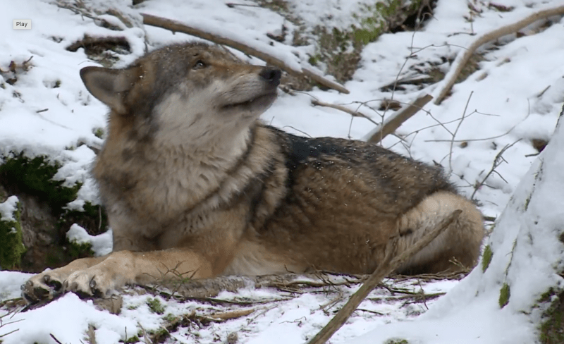 Vlky můžete v Návštěvnickém centru Srní vidět poměrně zblízka.