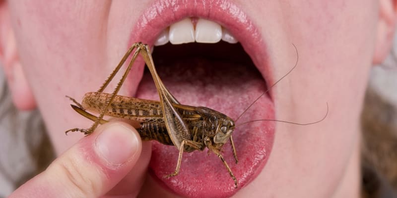 Konzumace hmyzu není nic nového, někteří se jí ale pochopitelně brání.