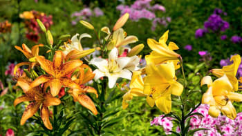 Lilie můžete mít na zahradě i v květináči na balkoně. Kochejte se krásou květů celé léto