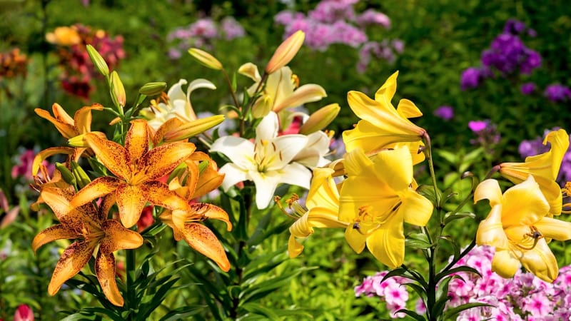Lilie jsou krásné a pozoruhodné květiny, které jakékoli zahradě dodají nádech noblesy, elegance a exotiky. Vynikají velkými a luxusními květy mnoha barev a charakteristickou vůni. Lilie se mohou pěstovat na záhoně i ve větším květináči. Pokud zasadíme více druhů a kultivarů lilií, můžeme se z jejich květů těšit celé léto, na zahradě kvetou zhruba od června do září. Jsou také  ideálními květinami k řezu. 