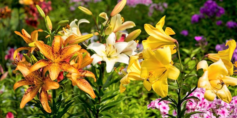 Lilie jsou krásné a pozoruhodné květiny, které jakékoli zahradě dodají nádech noblesy, elegance a exotiky. Vynikají velkými a luxusními květy mnoha barev a charakteristickou vůni. Lilie se mohou pěstovat na záhoně i ve větším květináči. Pokud zasadíme více druhů a kultivarů lilií, můžeme se z jejich květů těšit celé léto, na zahradě kvetou zhruba od června do září. Jsou také  ideálními květinami k řezu. 