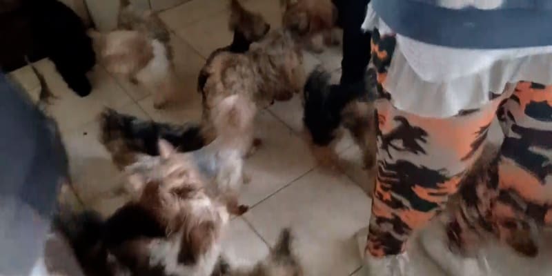 V rodinném domě v Kleňanech našli veterináři 51 psů a 11 štěňat, všichni byli zubožení.