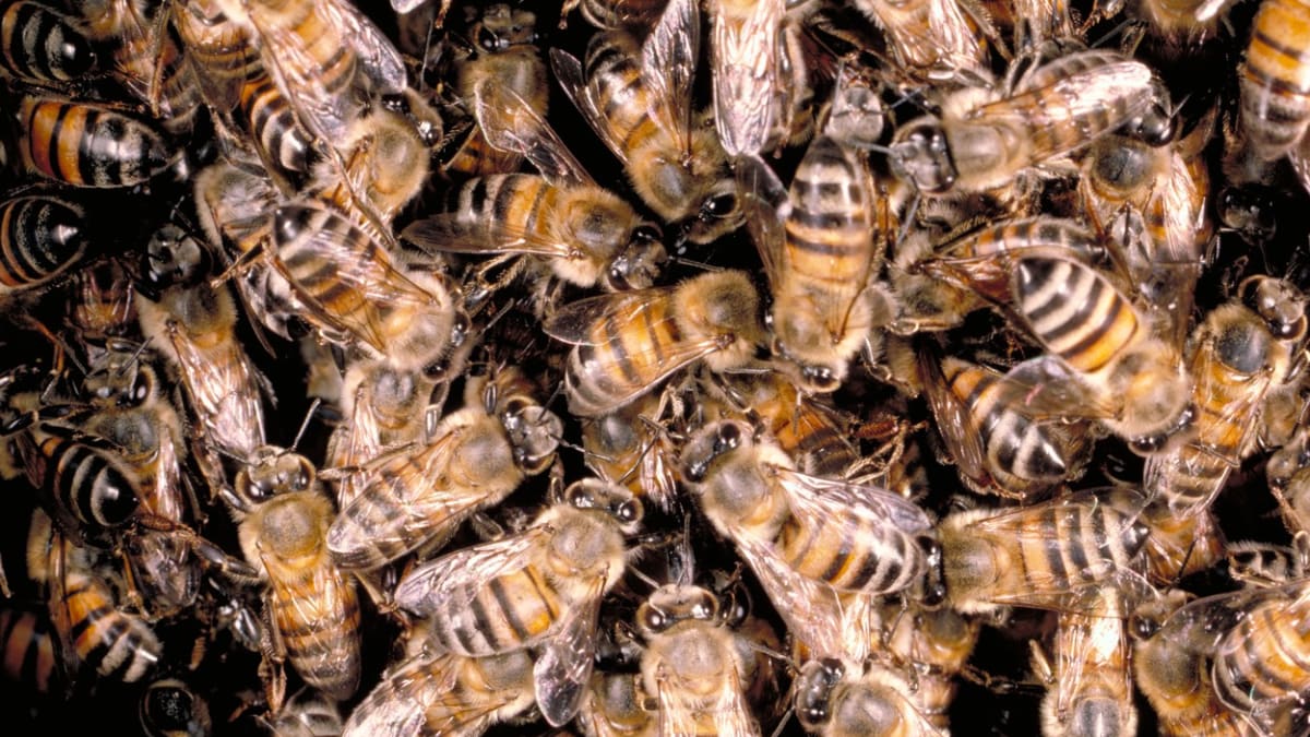 Afrikanizované včely přezdívané též zabijácké