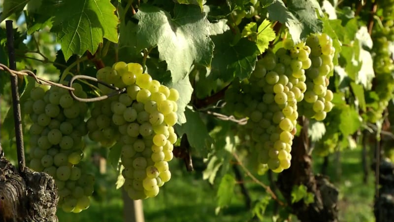 Vinaři brojí proti dani z tichého vína