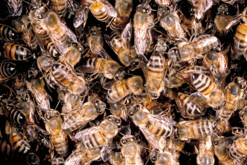 Afrikanizované včely přezdívané též zabijácké