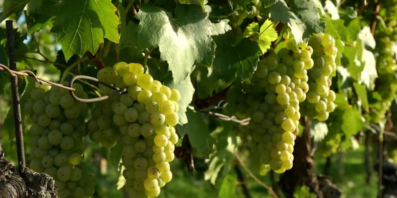 Vinaři brojí proti dani z tichého vína