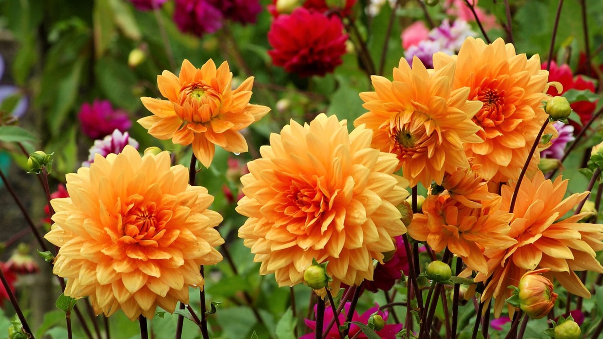 Jiřinky dokážou v létě a na podzim rozzářit každou zahradu, a proto bychom měli  téhle krásné květině mnoha barev a tvarů dát šanci. 