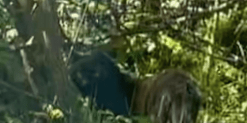 Panter na Litoměřicku? Kvůli kočkovité šelmě policisté nabádají k obezřetnosti v lese