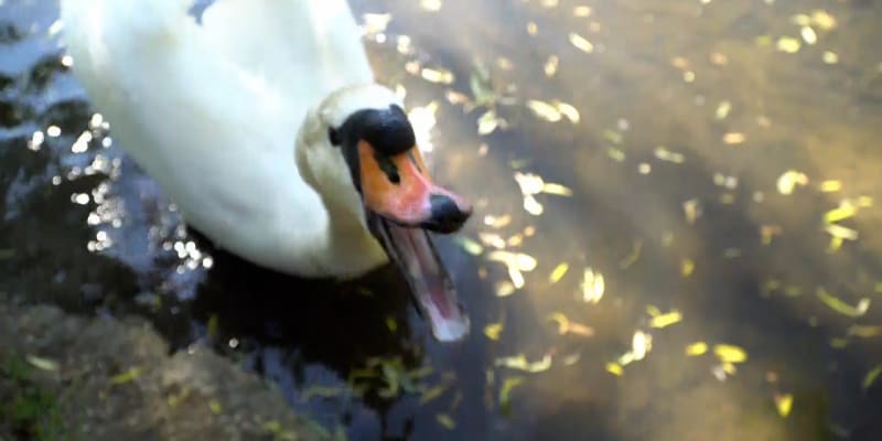 Na Zámeckém rybníku v Děčíně opět útočí labutí vandal. 