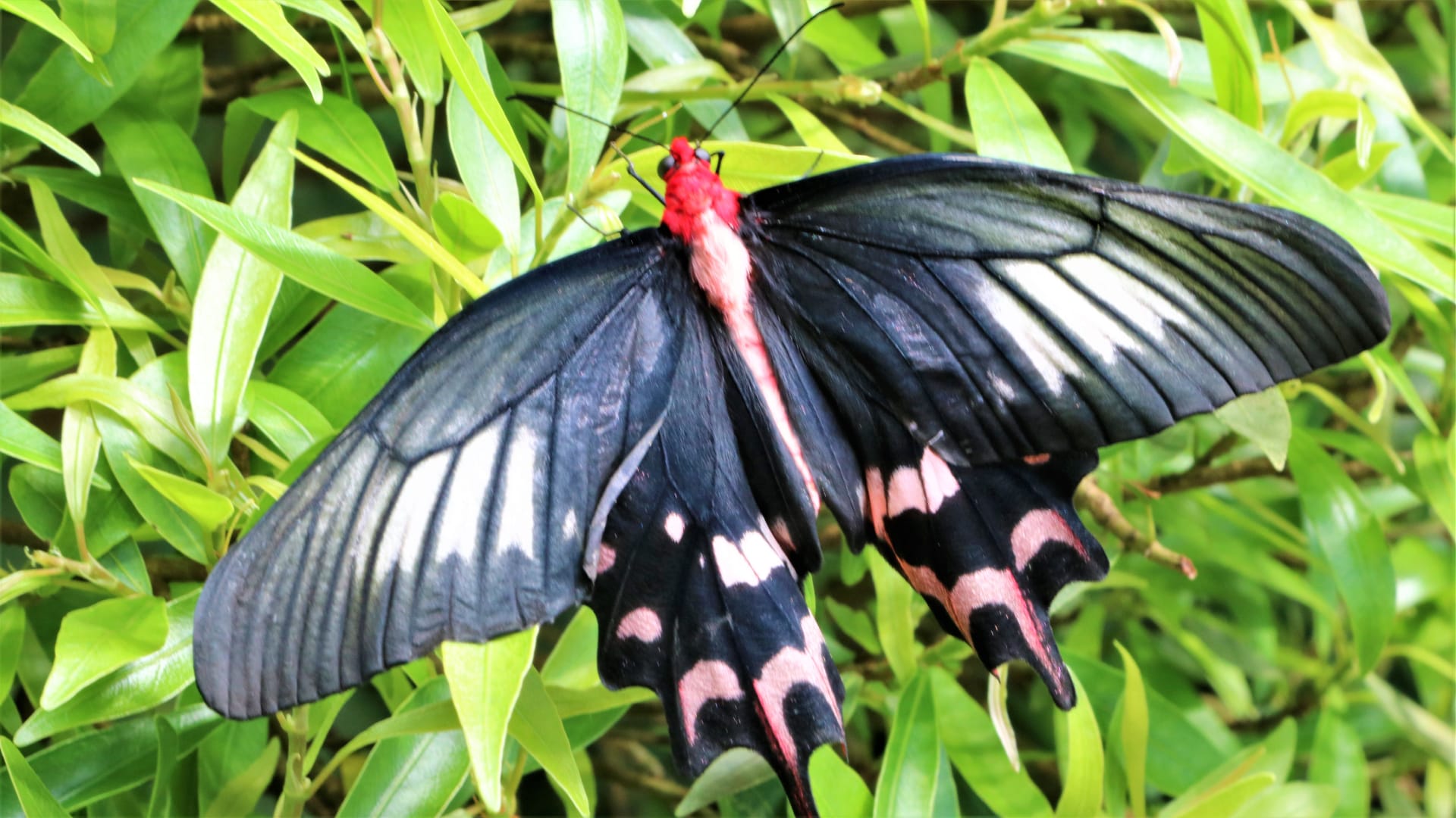 Výstava tropických motýlů ve skleníku Fata Morgana: motýl Atrophaneura semperi 