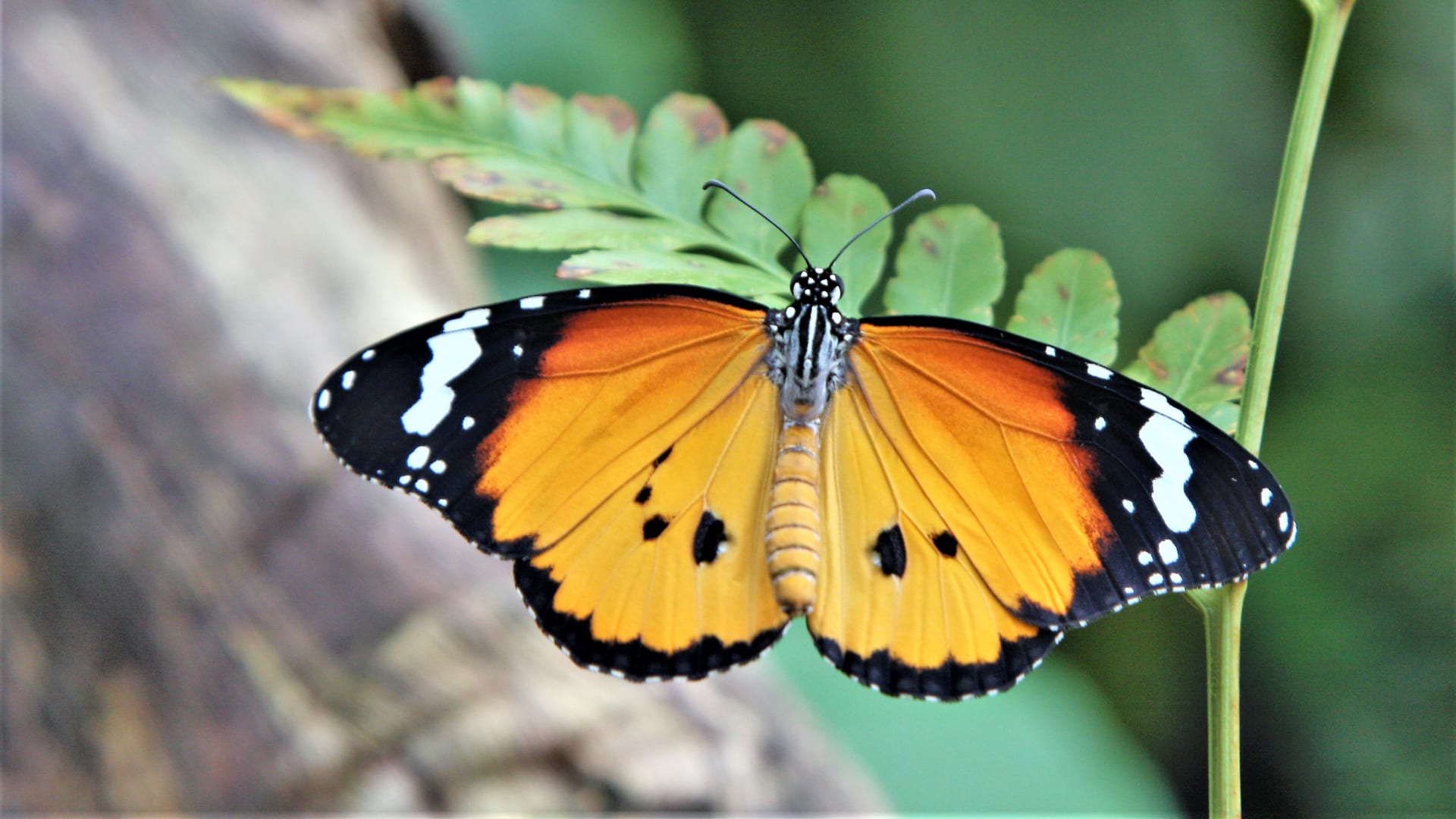 Výstava tropických motýlů ve skleníku Fata Morgana:  Danaus chrysippus 