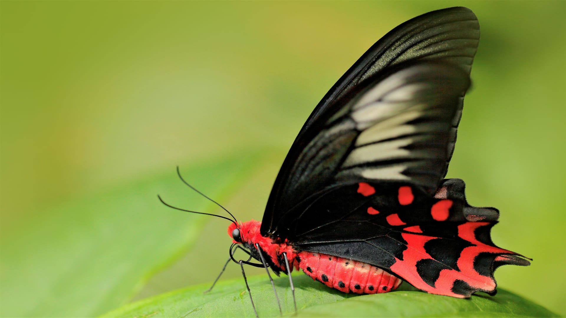 Výstava tropických motýlů ve skleníku Fata Morgana:  Antrophaneura semperi
