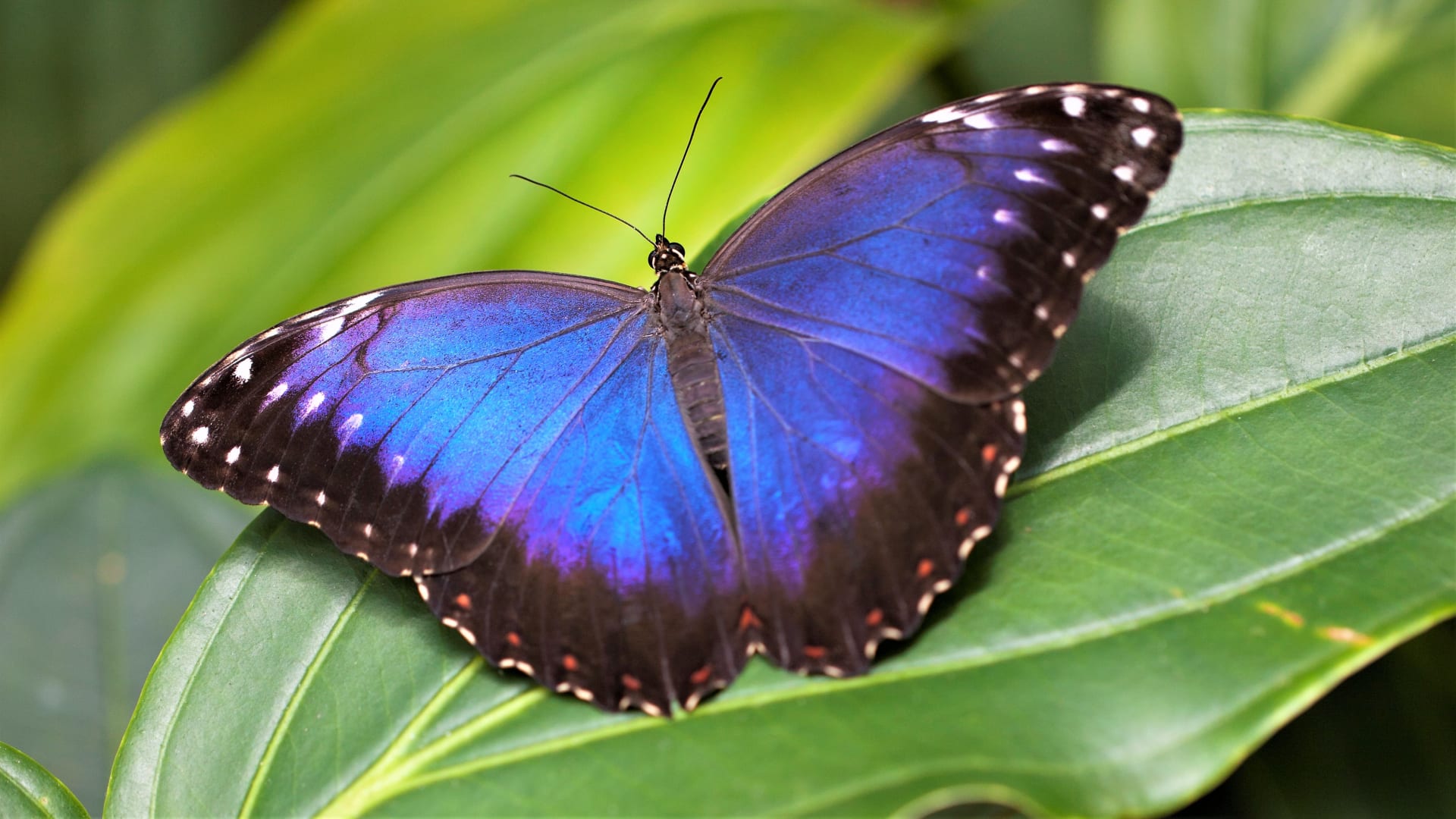 Výstava tropických motýlů ve skleníku Fata Morgana: exotický krasavec Morpho peleides